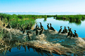 新疆博斯腾湖芦苇湿地