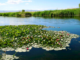 新疆博斯腾湖芦苇湿地