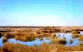新疆博斯腾湖芦苇湿地