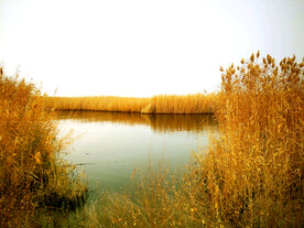 新疆博斯腾湖芦苇湿地