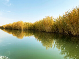 新疆博斯腾湖芦苇湿地