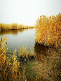 新疆博斯腾湖芦苇湿地