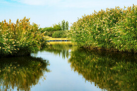新疆博斯腾湖芦苇湿地