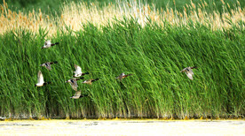 新疆博斯腾湖芦苇湿地