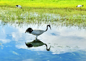 黑龙江扎龙湿地