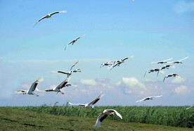 黑龙江扎龙湿地