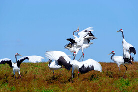 黑龙江扎龙湿地
