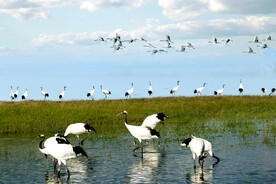 黑龙江扎龙湿地