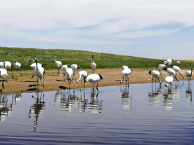 黑龙江扎龙湿地