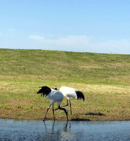 黑龙江扎龙湿地