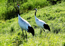 黑龙江扎龙湿地