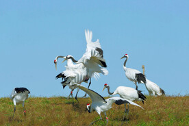 黑龙江扎龙湿地