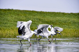 黑龙江扎龙湿地