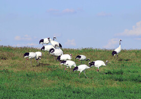 黑龙江扎龙湿地