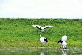 黑龙江扎龙湿地