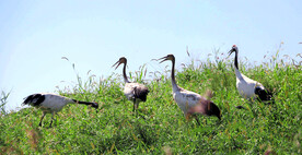 黑龙江扎龙湿地