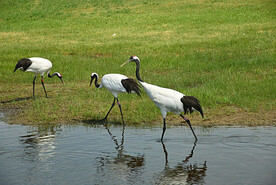 黑龙江扎龙湿地