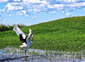 黑龙江扎龙湿地
