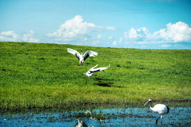 黑龙江扎龙湿地