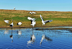 黑龙江扎龙湿地
