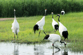 黑龙江扎龙湿地