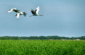 黑龙江扎龙湿地