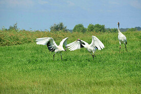 黑龙江扎龙湿地
