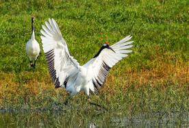 黑龙江扎龙湿地