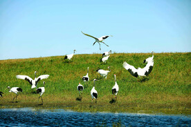 黑龙江扎龙湿地