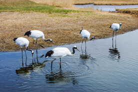 黑龙江扎龙湿地