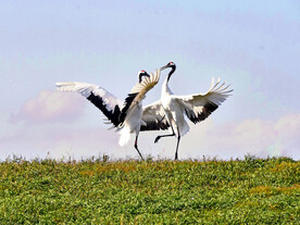 黑龙江扎龙湿地