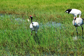 黑龙江扎龙湿地