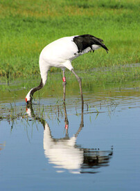 黑龙江扎龙湿地