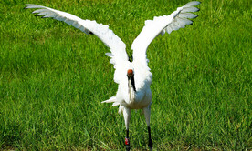 黑龙江扎龙湿地