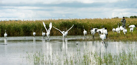 黑龙江扎龙湿地