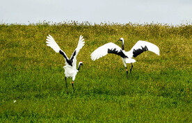 黑龙江扎龙湿地