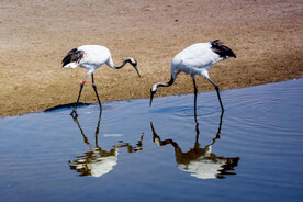 黑龙江扎龙湿地