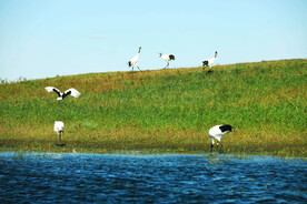 黑龙江扎龙湿地