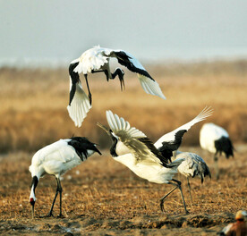 黑龙江扎龙湿地