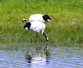 黑龙江扎龙湿地
