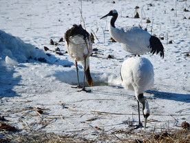 黑龙江扎龙湿地