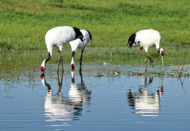 黑龙江扎龙湿地