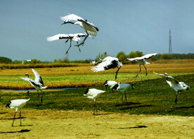 黑龙江扎龙湿地