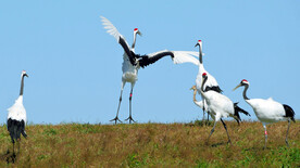 黑龙江扎龙湿地