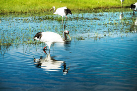 黑龙江扎龙湿地
