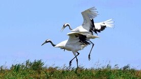 黑龙江扎龙湿地