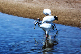 黑龙江扎龙湿地