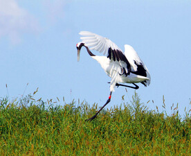 黑龙江扎龙湿地