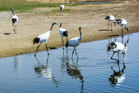 黑龙江扎龙湿地