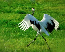 黑龙江扎龙湿地